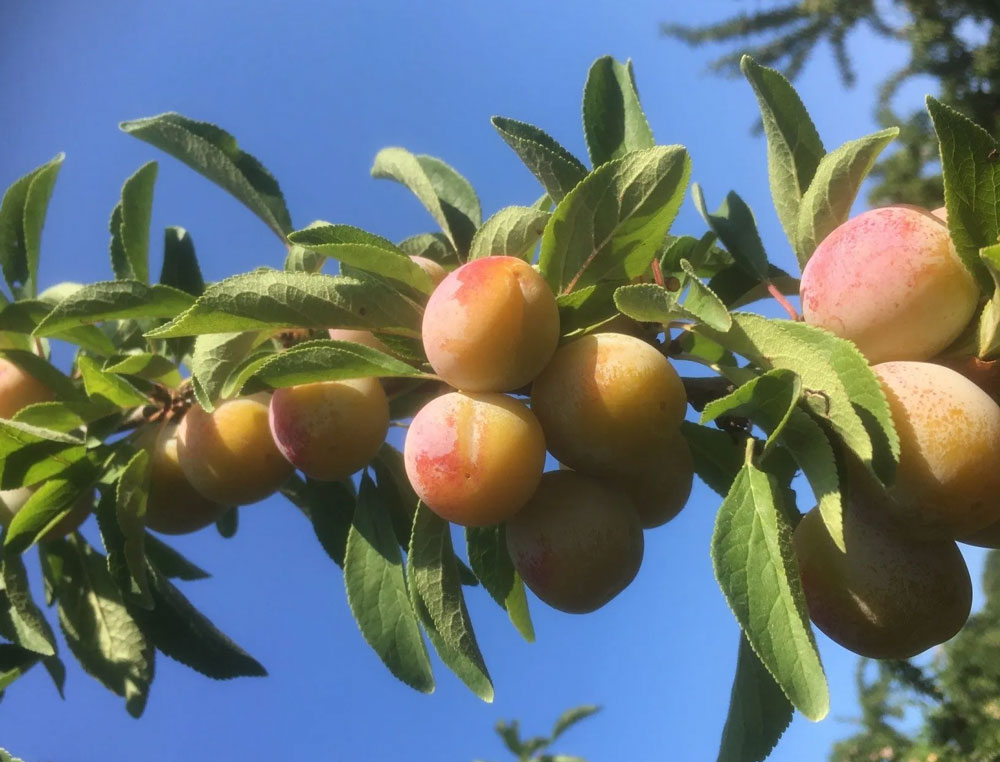 mirabelles